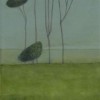 Tall trees at Arbuthnott