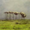 Tall trees